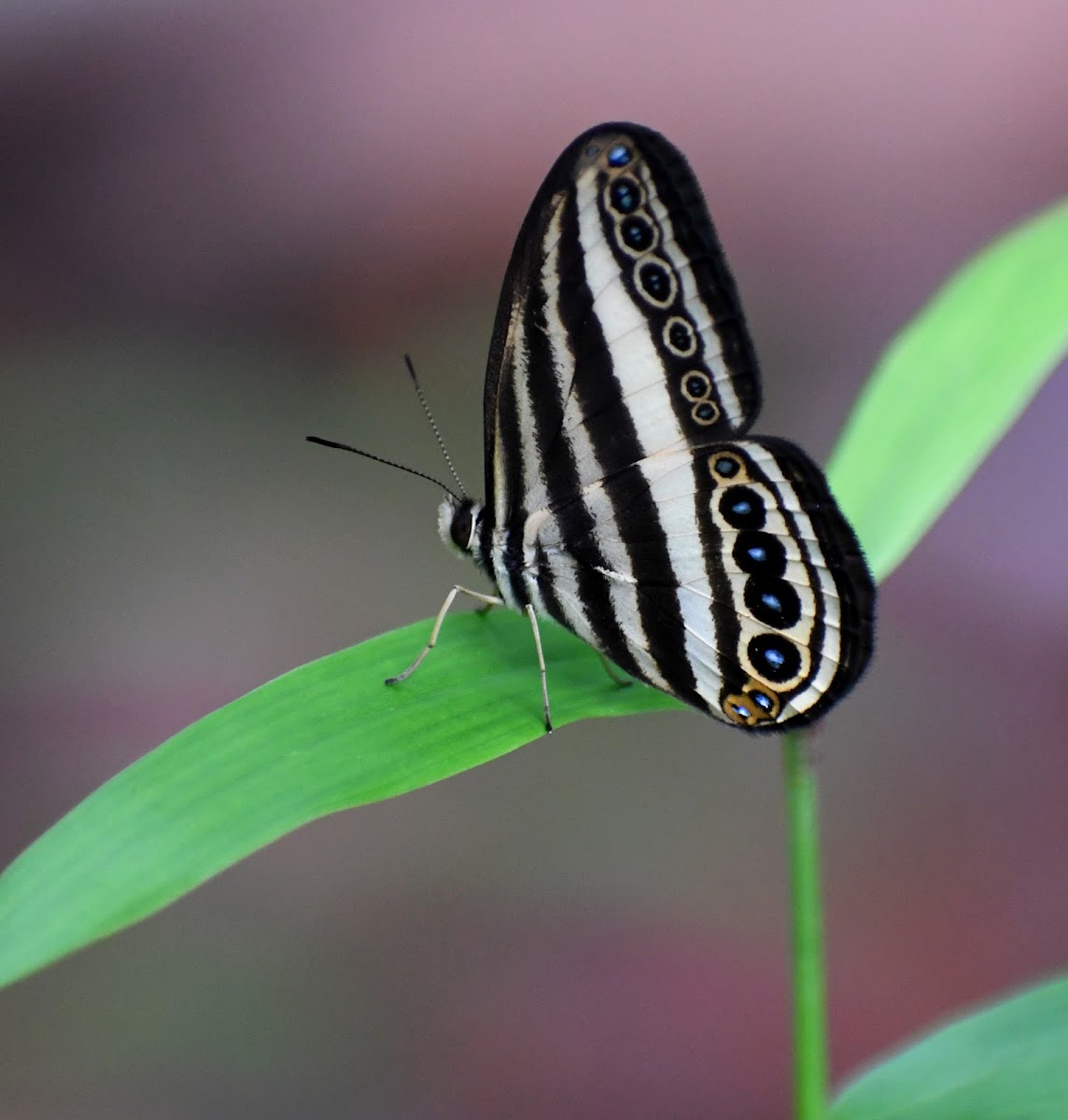 Striped ringlet butterfly