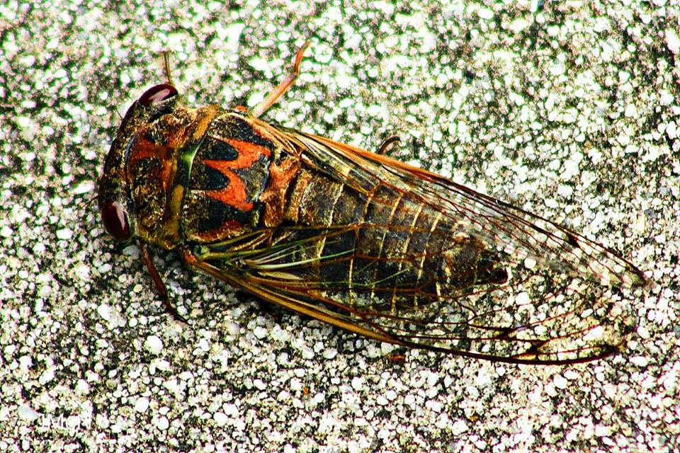 Davis' Southeastern Dog-Day Cicada