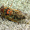 Davis' Southeastern Dog-Day Cicada