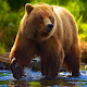 Bear Simulator - Animal Simulator Download on Windows