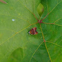 Fig-tree Skeletonizer moth