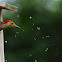 red bellied woodpecker