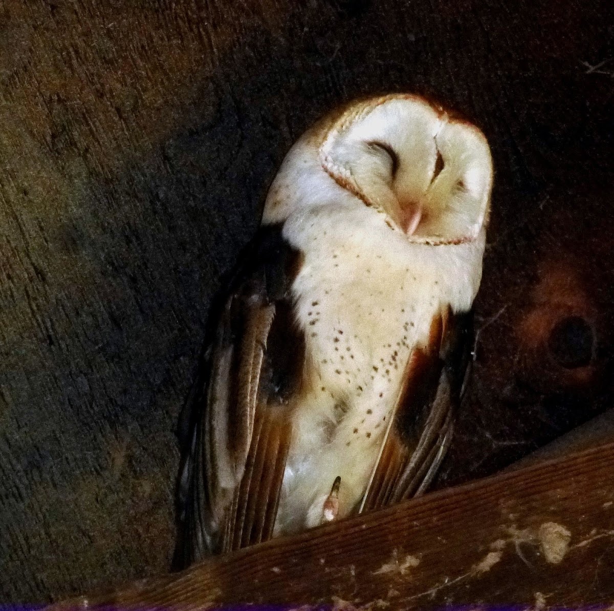 Barn Owl