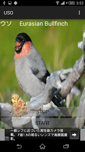 鳥の鳴き声ウソ