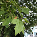 Beech Wood