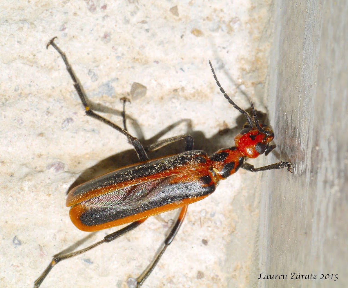 Blister Beetle