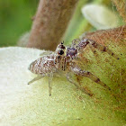 Hentzia Jumping Spider