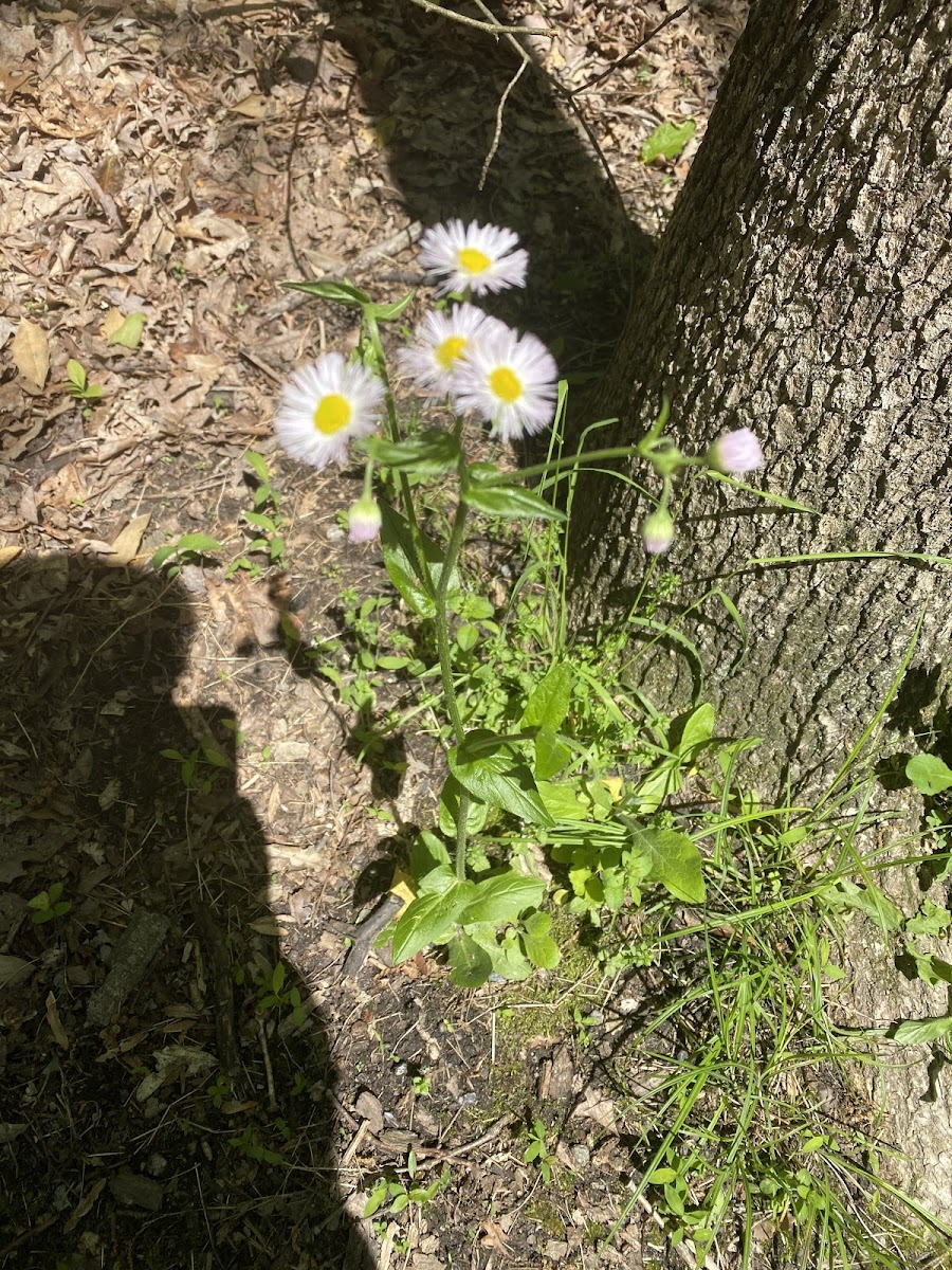 Oxeye daisy