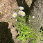 Oxeye daisy