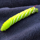 Carolina Sphinx Moth caterpillar (Tobacco Hornworm)