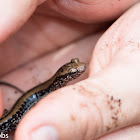 Three-lined Salamander