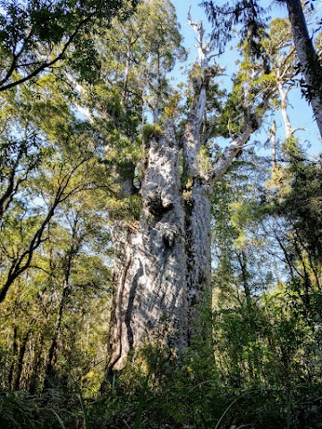 Te Matua Nahere Father of the Forest Northland New Zealand 2nd largest kauri tree