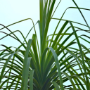 Long Leaf Plant