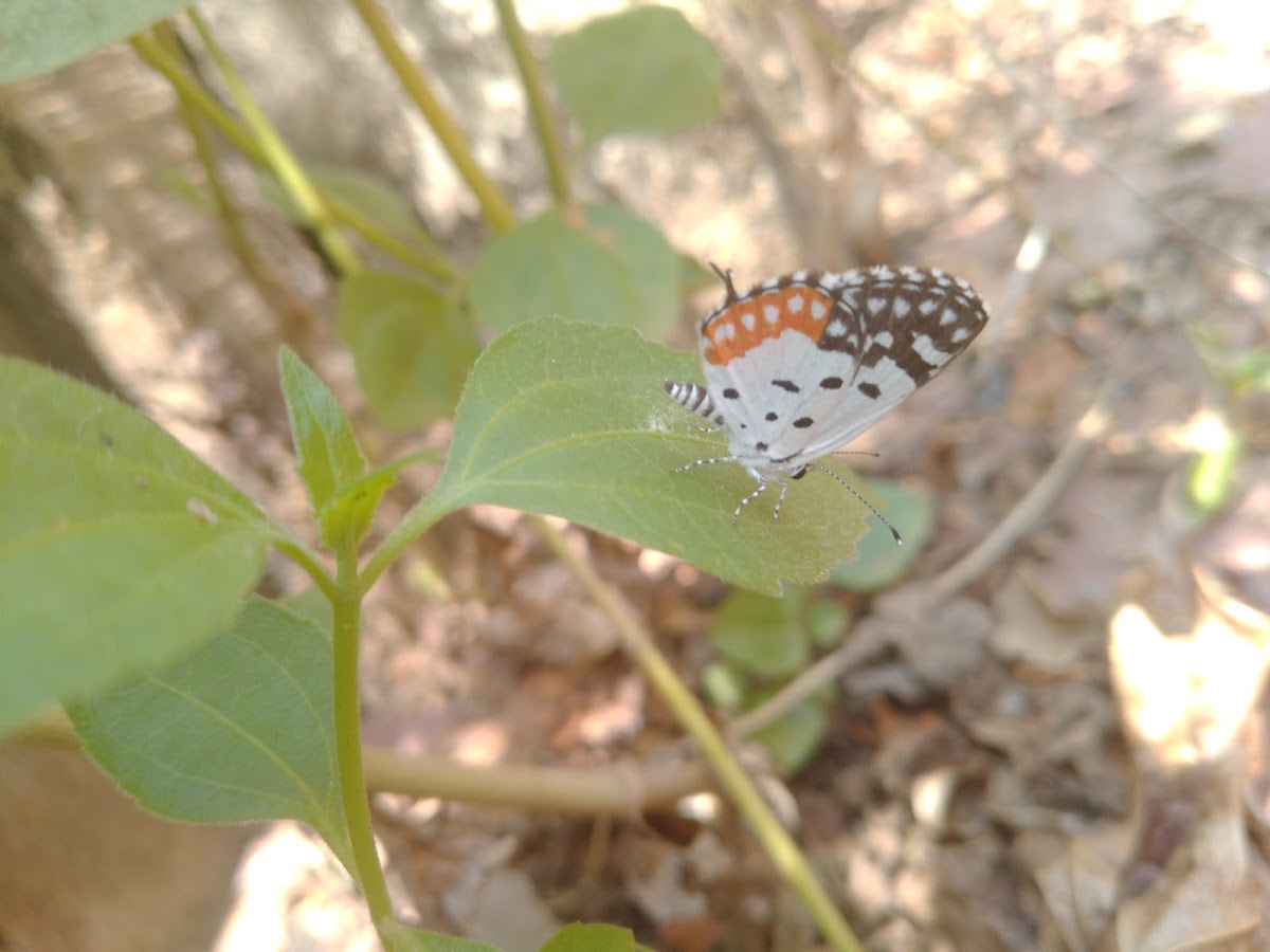 Red Pierrot