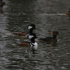 Hooded Merganser