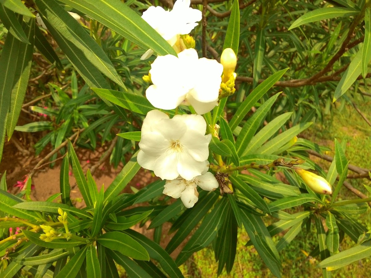 Oleander