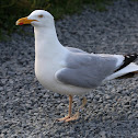 European Herring Gull (var omissus)