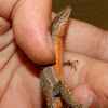 Common wall lizard (τοιχόσαυρα)