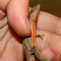 Common wall lizard (τοιχόσαυρα)