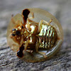 Aspidomorpha sp. Tortoise shell beetle