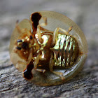 Aspidomorpha sp. Tortoise shell beetle