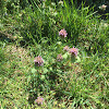 Purple Deadnettle