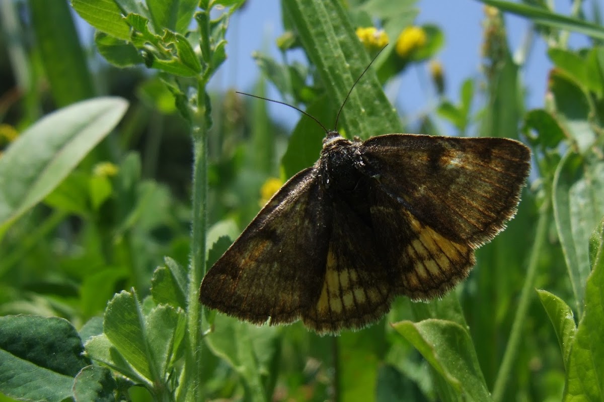 Small Yellow Underwing