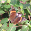 Red Admiral