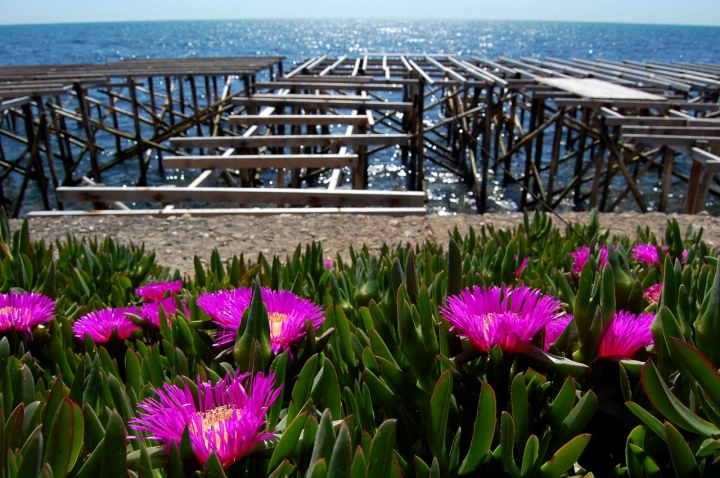 Fiori di mare di francyant