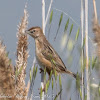 Zitting Cisticola; Buitrón