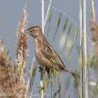 Zitting Cisticola; Buitrón