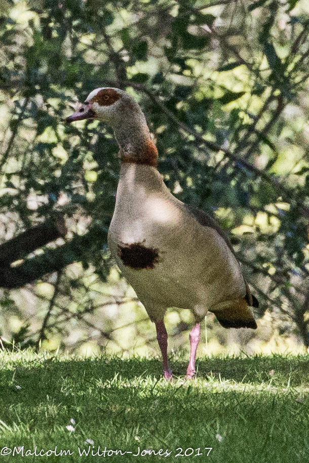 Egyptian Goose