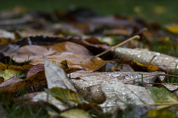 Pioggia novembrina di carlobaldino