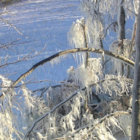 L'inverno nel bosco di 