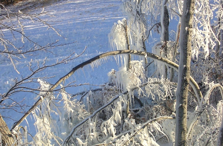 L'inverno nel bosco di bereza