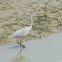 Ardea cinerea 蒼鷺