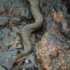 Blotched water snake