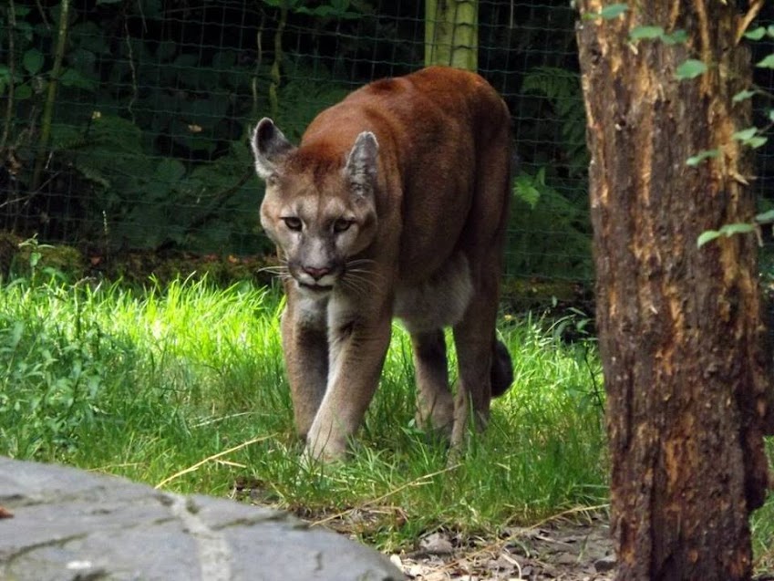 Puma, Jurques - Tous droits réservés