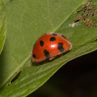 12-spotted Lady Beetle