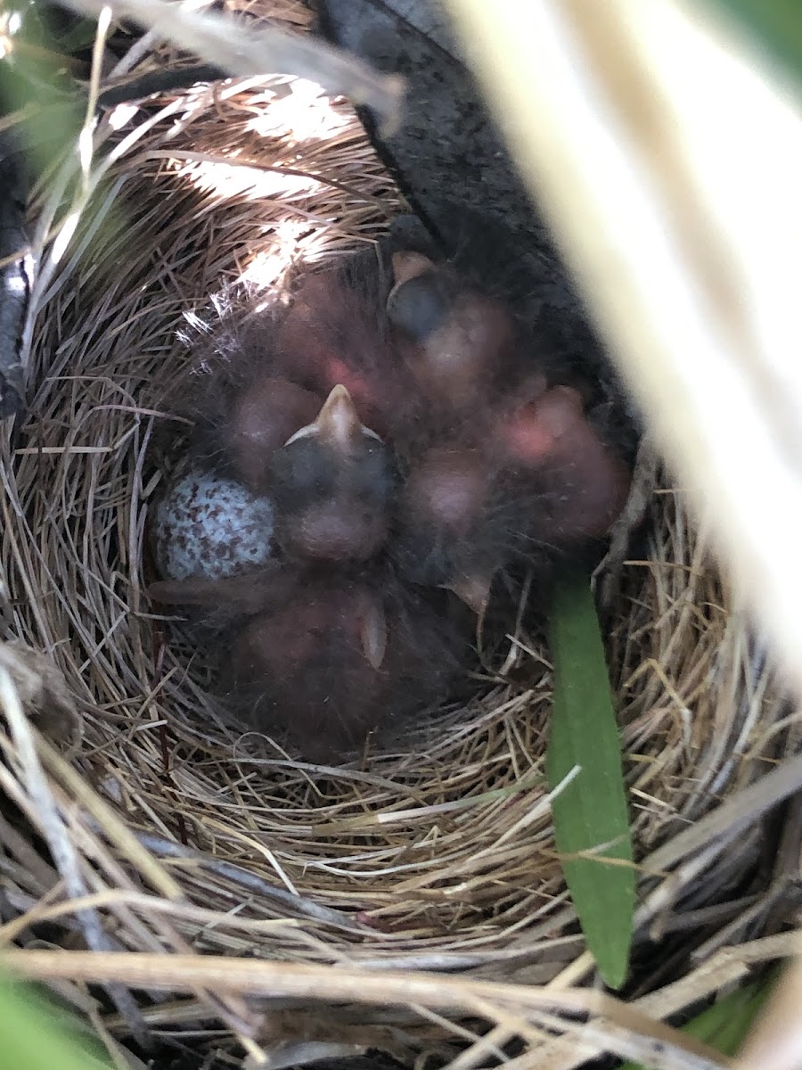 Song sparrow