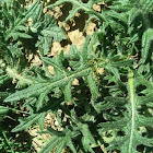 Bull Thistle