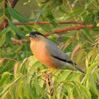 Brhminy Starling