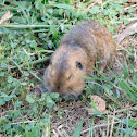 Botta's Pocket Gopher