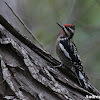 Yellow-bellied Sapsucker