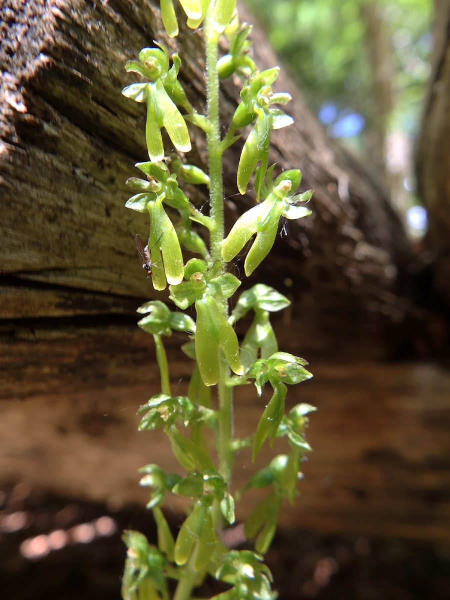 Common Twayblade