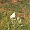 Checkered White or Southern Cabbageworm