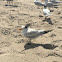 Royal Tern