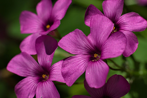 Oxalis articulata