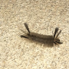 Banded Tussock Moth (caterpillar)