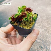 [Mã Skamlts2911 Giảm 15K Đơn 0Đ] Bẫy Kẹp/ Cây Bắt Mồi - Set Bình Terrarium, Gắn Lũa, Đá Hồ Bán Cạn